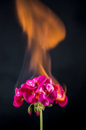 A flower that is set isolated on a black bacgroundの写真素材