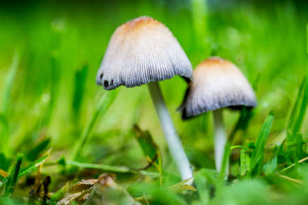 A closeup of Two garden mushrooms between grass with a very green background.