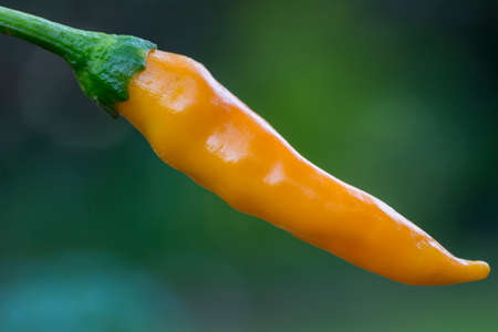 A closeup of an orange Chilli hanging from a branch of a chilli plant. Great Bokeh in the background thanks to a very good macro lens and full frame camera.の写真素材