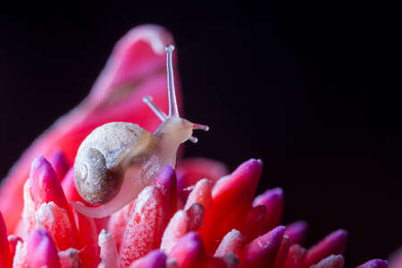 Snail on Red Flowerの写真素材