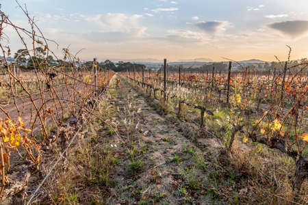 Vineyard in the autumn with sunsetの写真素材