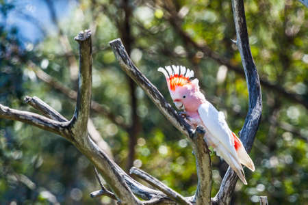 A cockatoo in a tree in Sydney, Australiaの写真素材