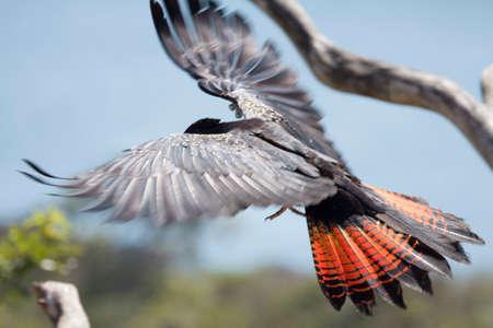 Wings of a bird in flight in Sydney, Australiaの写真素材