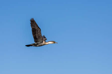A White-Breasted Cormorant flying over a damの写真素材