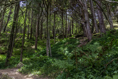 A low angle view of a dense forest