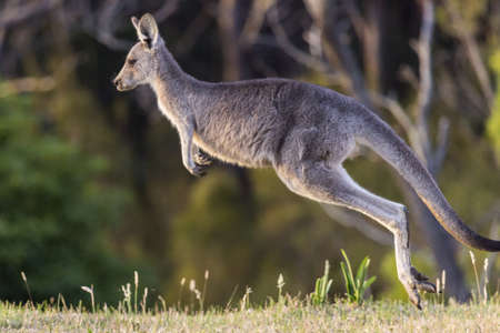 A beautiful view of a wild kangaroo jumping at the field on a sunny dayの写真素材