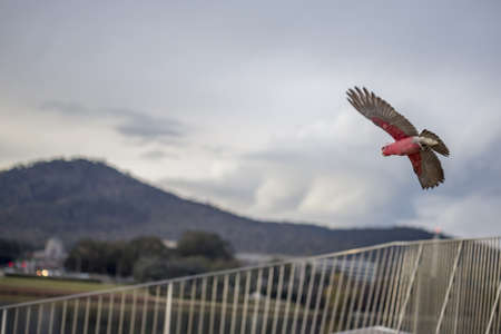 A cockatoo flying over a fence under a cloudy sky