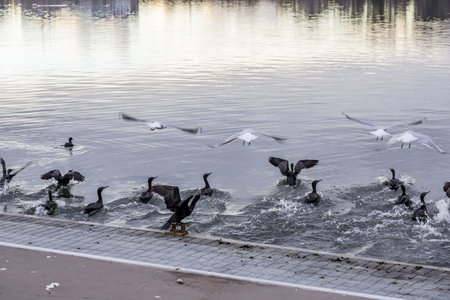 A beautiful view of a flock of seagulls and ducks on the lakeshoreの写真素材
