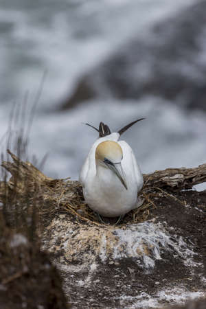 A vertical closeup of a beautiful white northern garnet bird sitting in a holeの写真素材