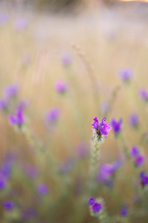 A vertical selective focus shot of purple viper's-bugloss swaying in the wind