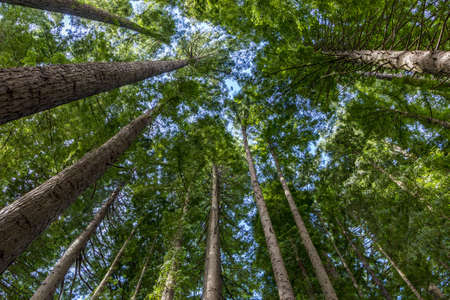 A beautiful low angle view of high dense tree pines under a blue skyの写真素材