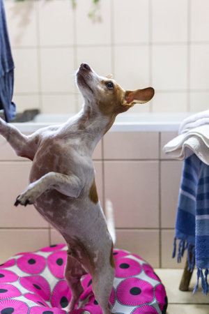 A vertical closeup of a cute Jack Russell Terrier standing on a pillow in the bathroom.の写真素材
