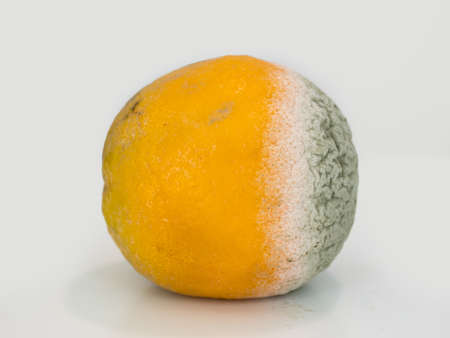 Orange fruit decomposing with green mould growing