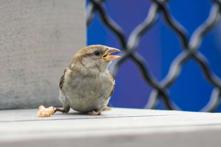 A young, baby sparrow with beak open, eating a piece of ice cream wafer cornet.の写真素材