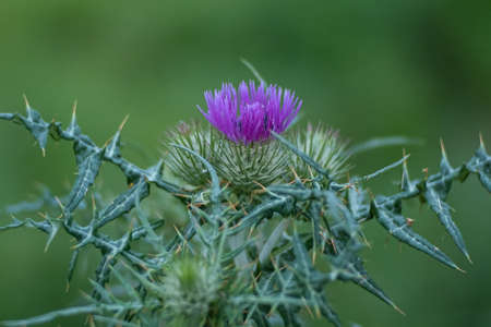 Close up wild thistle growing in meadow. Shallow depth of field.