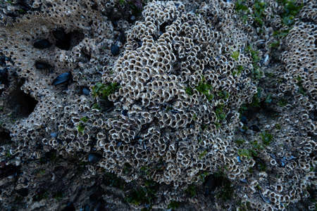 Old, empty barnacle shells attached to sandstone rocks at the beach.
