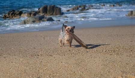 Yorkshire Terrier dog portrait. Cute dog playing on beach, carrying a big stick.の写真素材