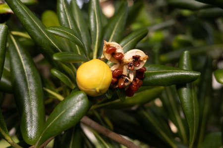 Bright yellow berries open in autumn to reveal brown seeds inside. Close up with shallow depth of...