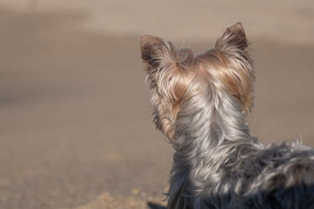 Yorkshire Terrier dog sitting on beach looking out over the sea.の写真素材