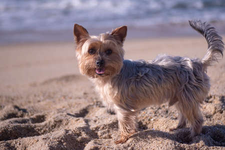 Yorkshire Terrier dog portrait, standing on beach looking at camera. Shallow depth of field.の写真素材