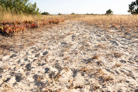 Sandy path leading to beach through sand dunes in Portugal, with dry grass either side. Low angle, close up.の写真素材