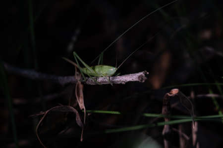 Green grasshopper on a twig in the woods, with dried leaves in background. Shallow depth of field.の写真素材