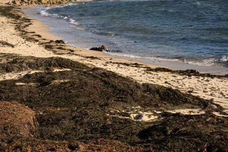 Beach covered in thick piles of seaweed, washed up on the sand by the tideの写真素材