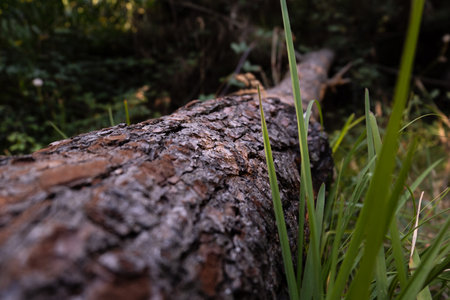 Fallen tree in forest. Shallow depth of field.の写真素材