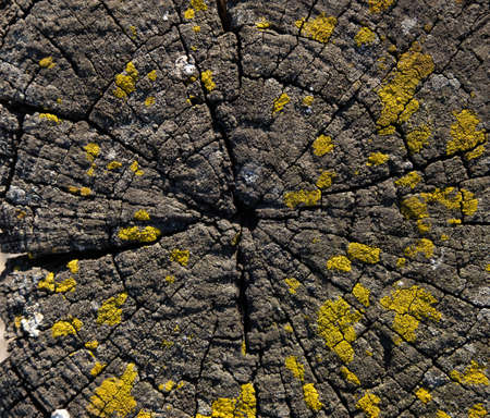 Cross section of old wooden tree stump, cracked and dried out with growth rings and lichen growing on surface. Rough, weathered wooden background texture.の写真素材
