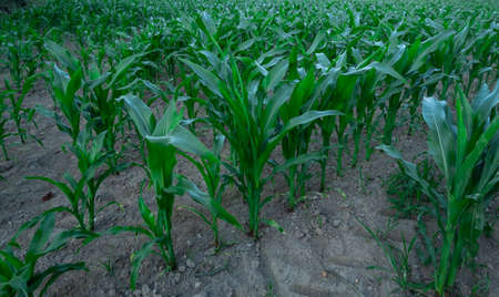 Corn growing in a field in rural Portugal. Young, recently planted corn.