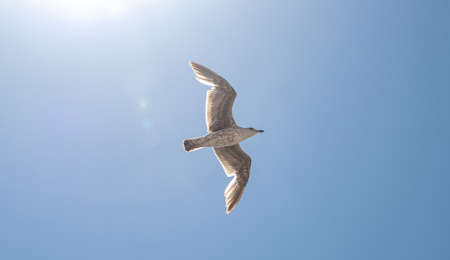 Seagull flying against blue sky with sun and lens flareの写真素材