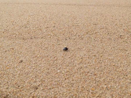 One single mussel shell lies alone in the sand on the beach. Shallow depth of field.