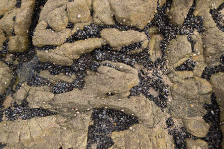 Mussels in crevices of barnacle covered rock on the beach. Close up.
