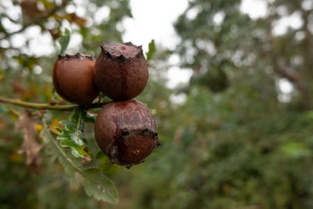 Gall Oak tree with gall nuts in autumn. Close up with shallow depth of field.