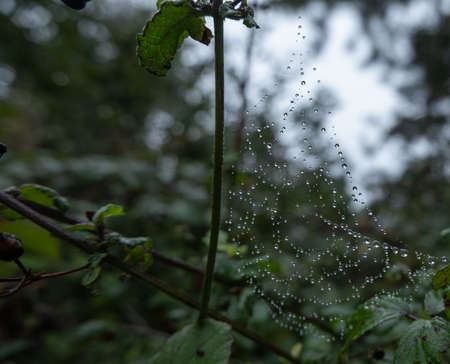 Spider web with water droplets suspended between plant branches on rainy autumn day.の写真素材