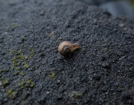 Small land snail moving along a dark wet wall on a rainy dayの写真素材