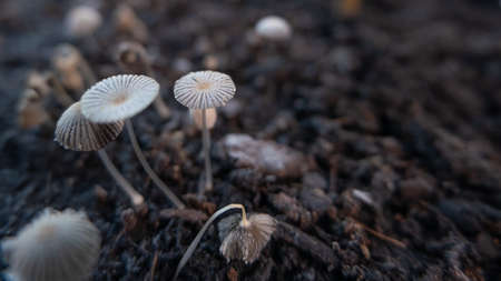 Pleated inkcap, Parasola plicatilis mushrooms or toadstools close up, growing on brown soil in autumnの写真素材