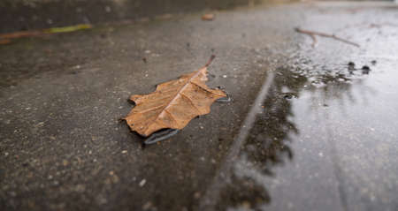 Fallen brown oak leaf lying in a puddle in autumn.