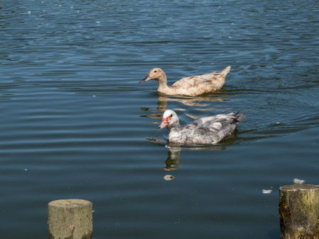 Pair of cute ducks swimming on the pond in summerの写真素材