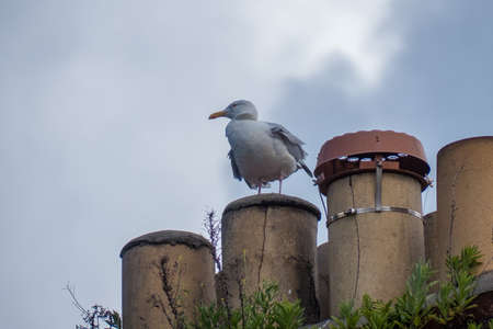 Seagull perched on chimney stack in Dublin, Irelandの写真素材