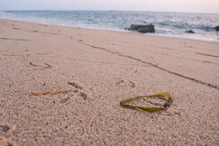 Bird Seagull footprints in the sand on beach with seaweed