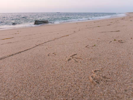 Seagull, bird footprints in the sand on beach