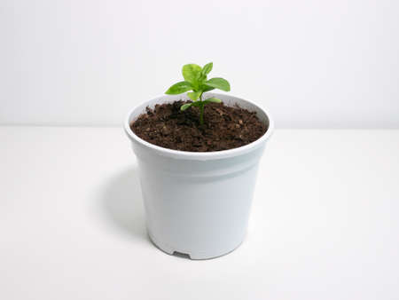 Young orange citrus tree seedling in a white pot on white table