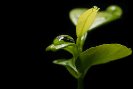 Water droplet on leaf of citrus tree seedling. close up