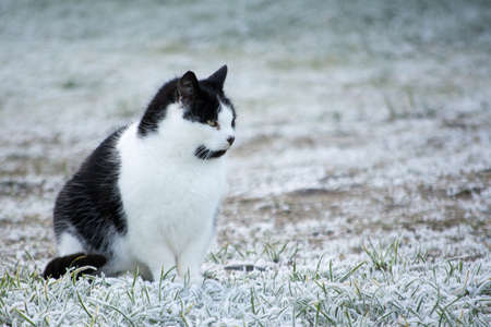 Black and white cat sitting on frozen ground in winter. Ice on the white grass.の写真素材