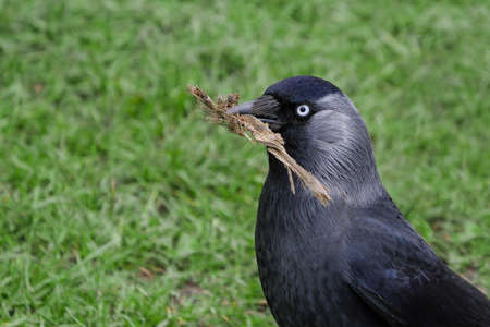 Jackdaw portrait, holding nesting material in beak. Latin name Coloeus monedulaの写真素材