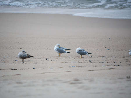 Seagulls resting on beach with ocean in background on a winter day in Portugalの写真素材