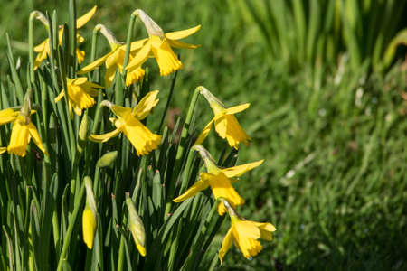 Beautiful yellow daffodil narcissus flowers signal the start of spring