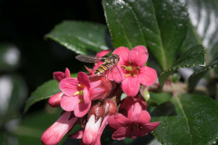 Syrphidae Hoverfly insect on pink flower in summer, close up