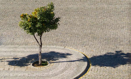 Orange tree in cobblestone streets, Faro old town, Algarve, Portugal